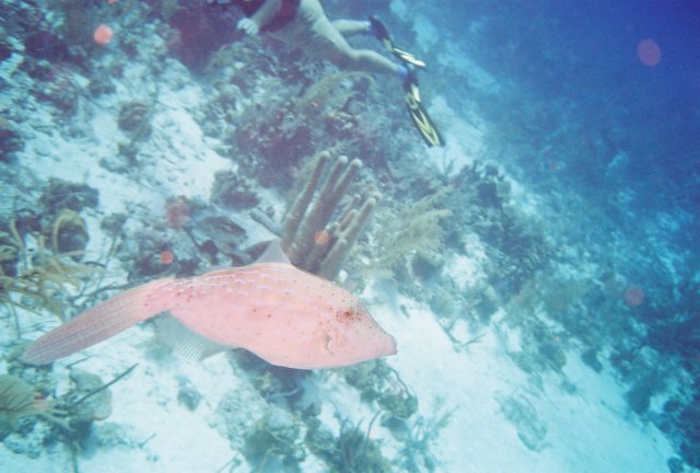 Photograph
